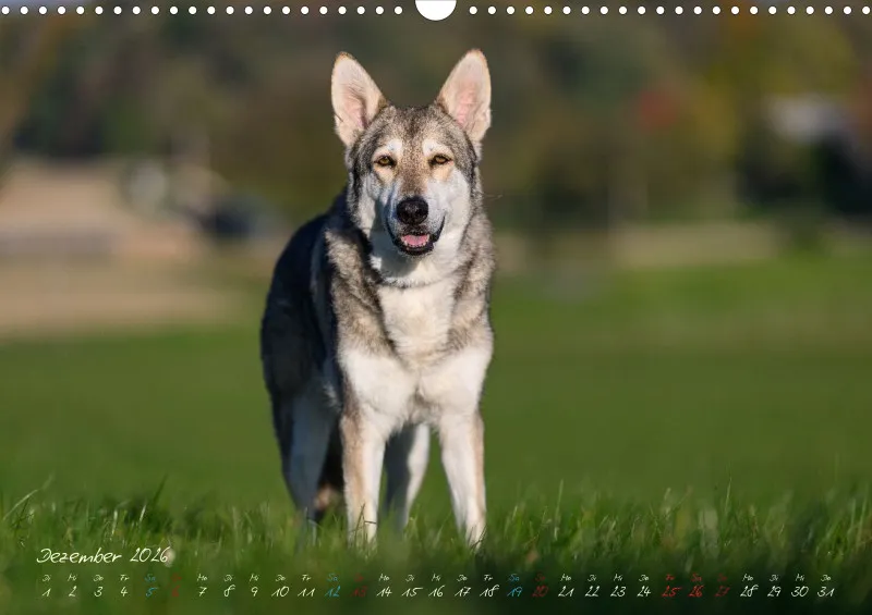 Saarlooswolfhunde 2026