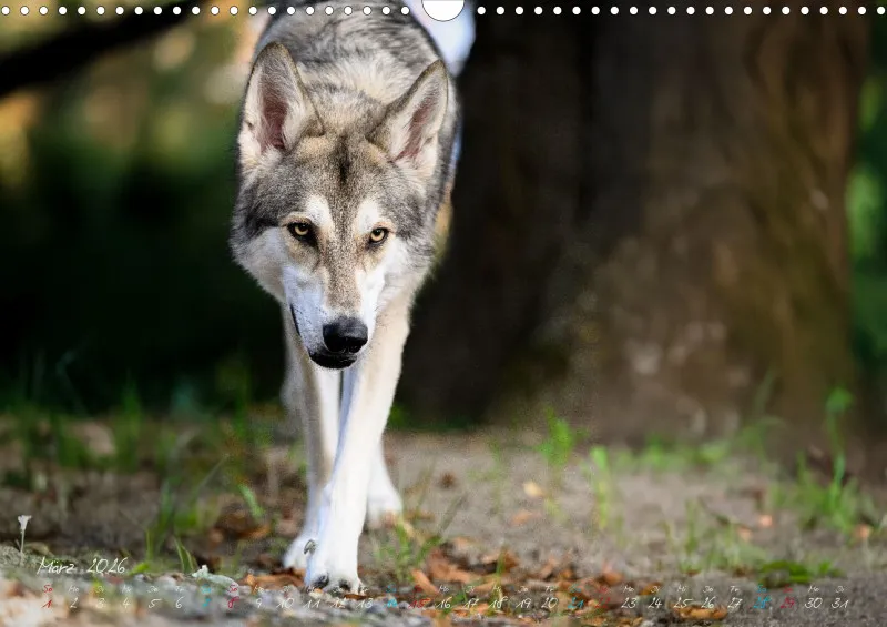 Saarlooswolfhunde 2026