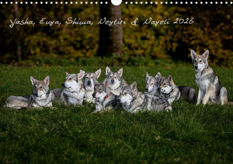 Saarlooswolfhunde 2026