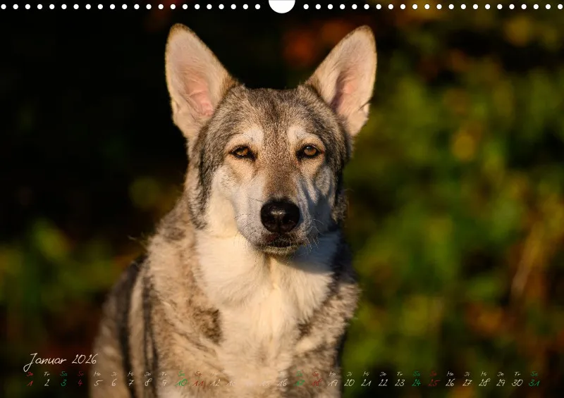 Saarlooswolfhunde 2026