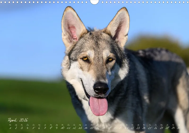 Saarlooswolfhunde 2026