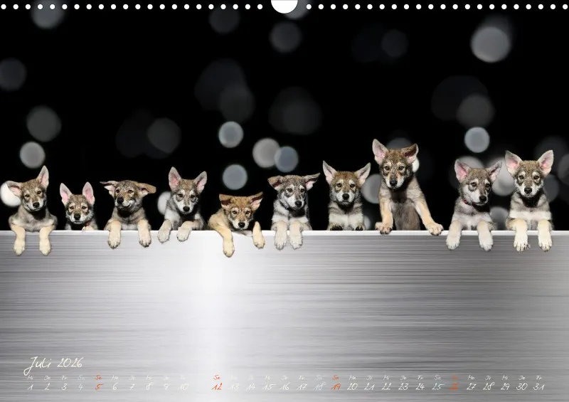 Saarlooswolfhunde 2026