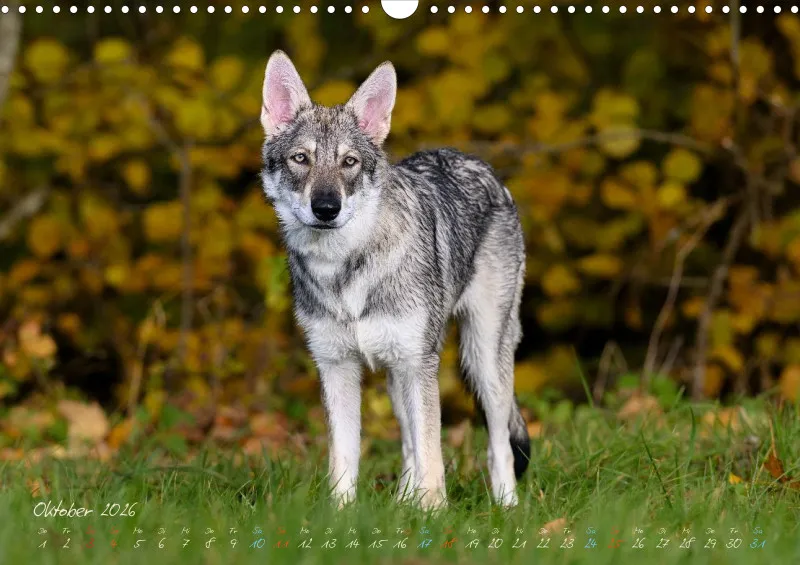 Saarlooswolfhunde 2026
