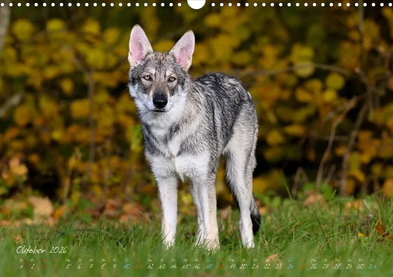 Saarlooswolfhunde 2026