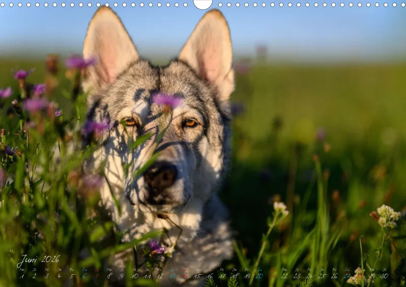 Saarlooswolfhunde 2026