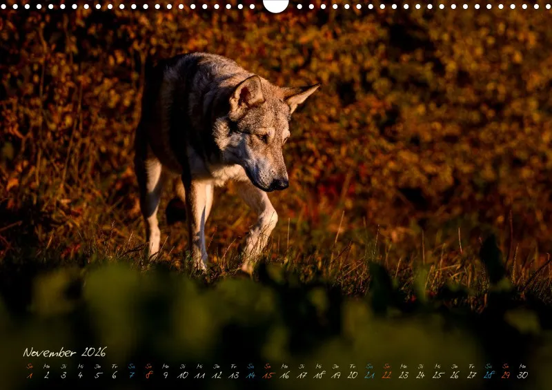 Saarlooswolfhunde 2026