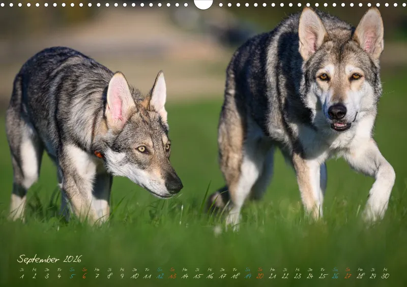 Saarlooswolfhunde 2026