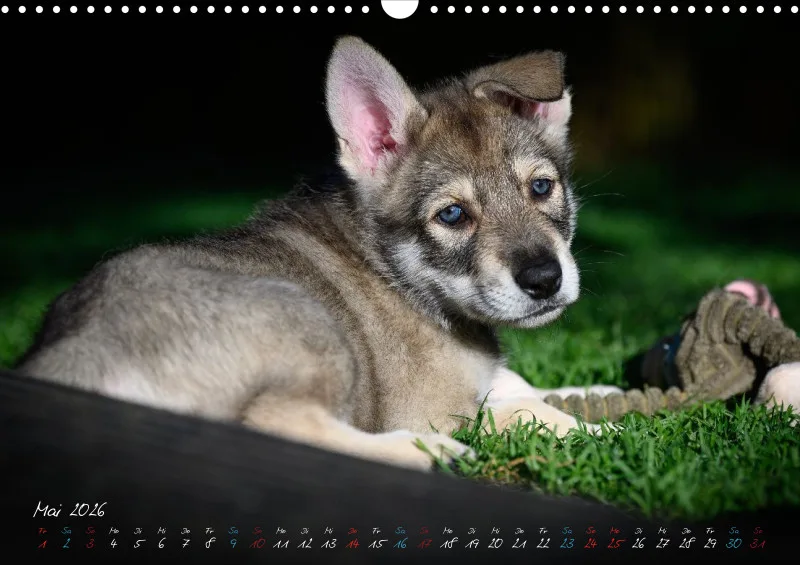 Saarlooswolfhunde 2026