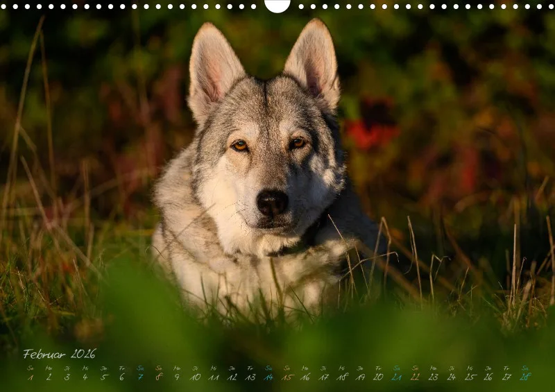 Saarlooswolfhunde 2026