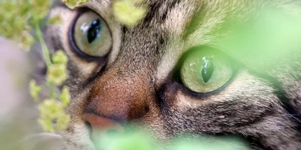 Katzennebenan