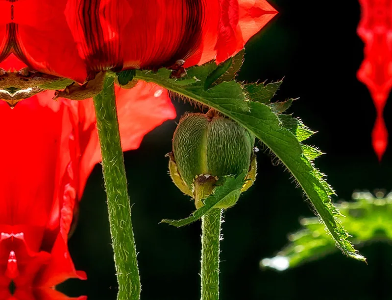 Mohnblume