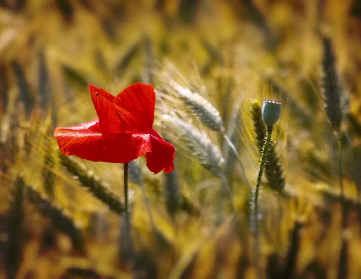 Mohnblume