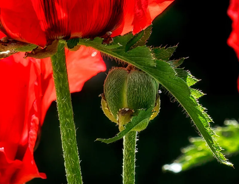 Mohnblume