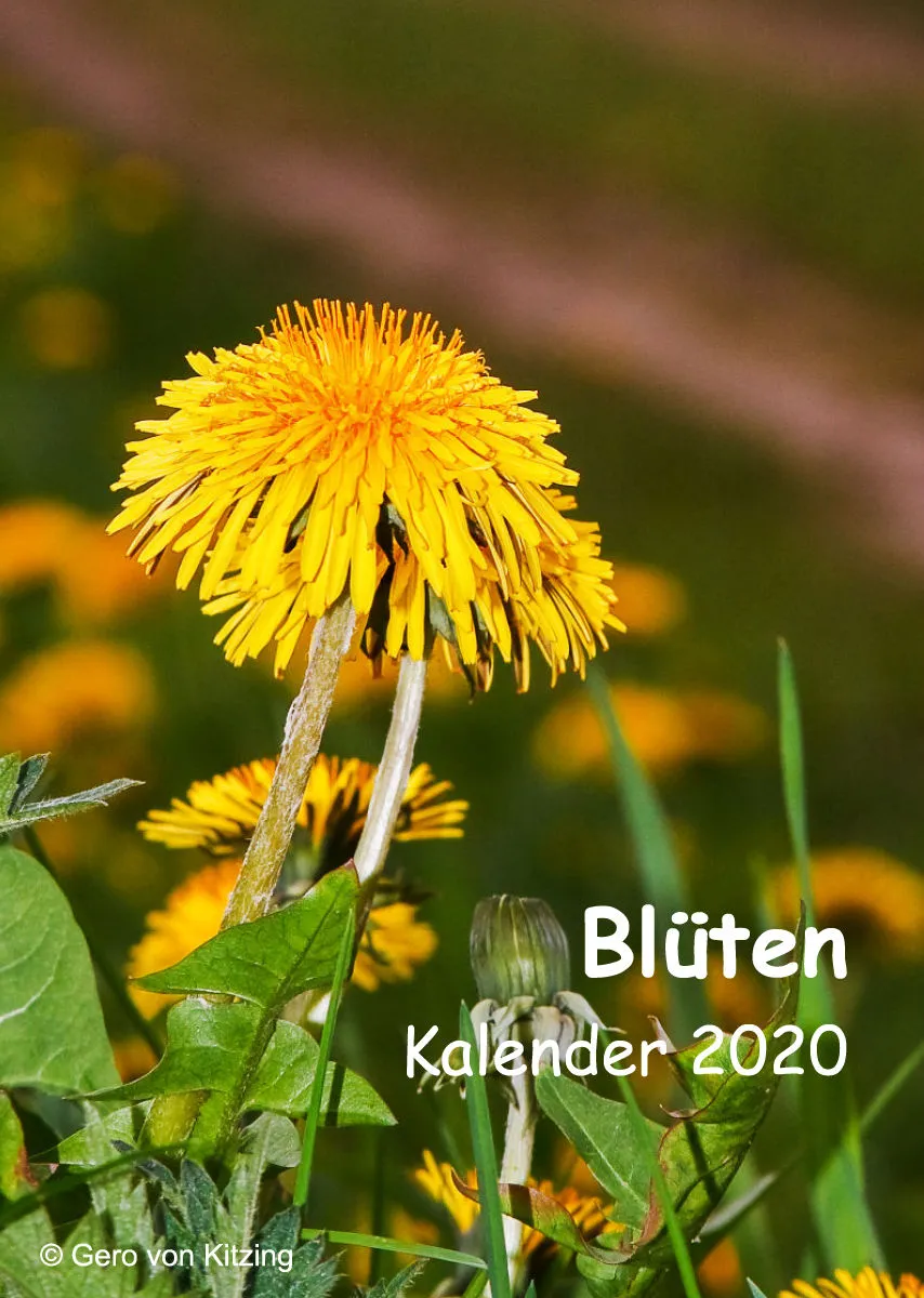 Blütenträume