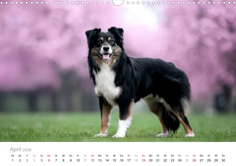 Miniature Australian Shepherd Kalender 2026 A3
