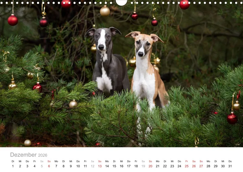Windhunde Kalender 2026 A3