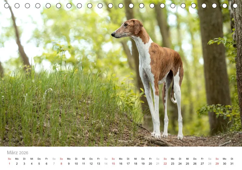 Windhunde Tischkalender 2026 A5