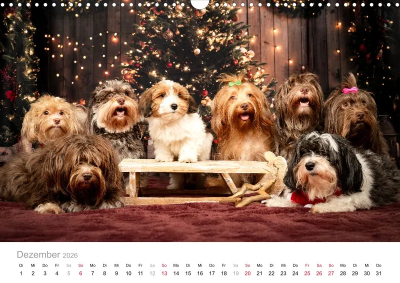 Havaneser Kalender 2026 A3