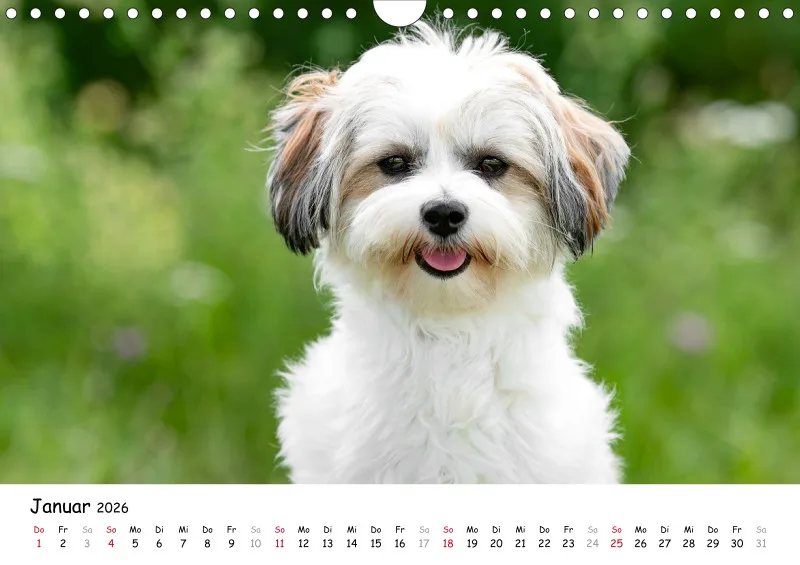 Havaneser Kalender 2026 A4