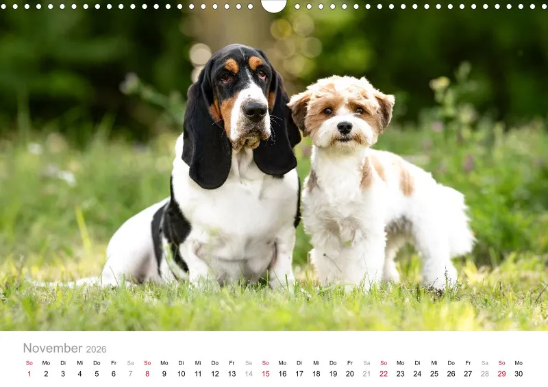 Havaneser Kalender 2026 A3