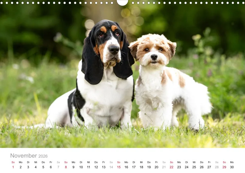 Havaneser Kalender 2026 A3