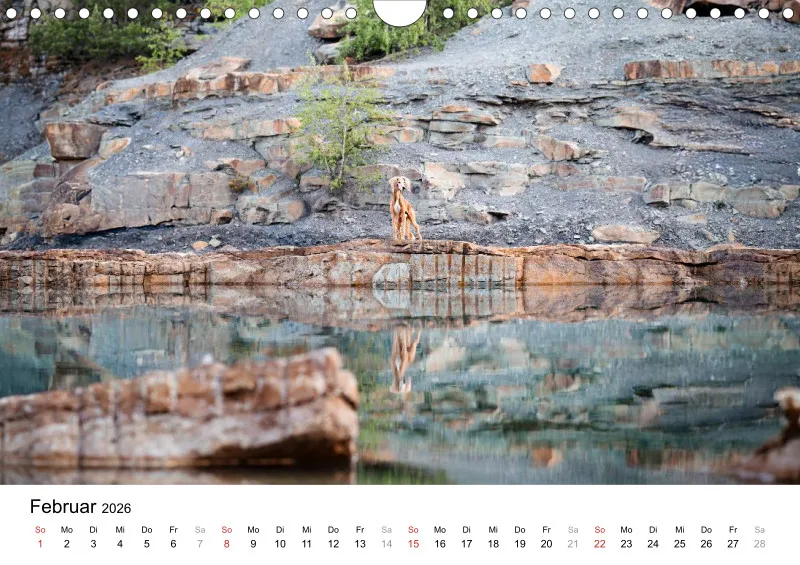 Windhunde Kalender 2026 A4