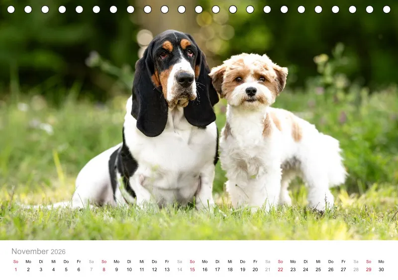Havaneser Tischkalender 2026 A5