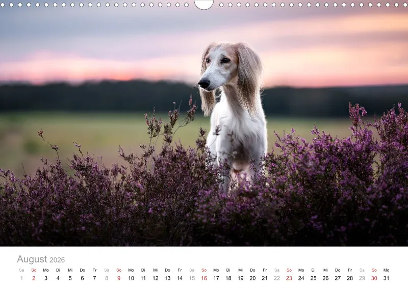 Windhunde Kalender 2026 A3