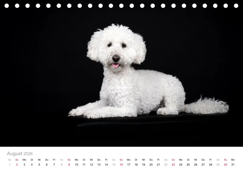 Elegance Unleashed Portraits on Black Tischkalender 2026 A5