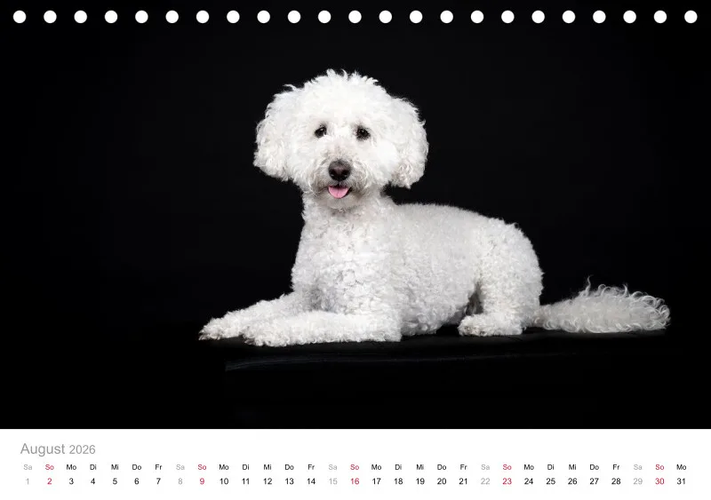 Elegance Unleashed Portraits on Black Tischkalender 2026 A5