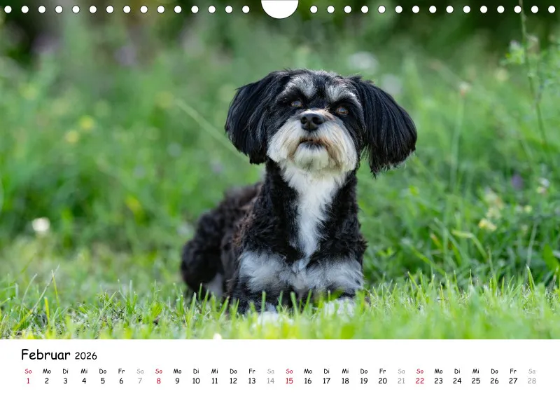 Havaneser Kalender 2026 A4