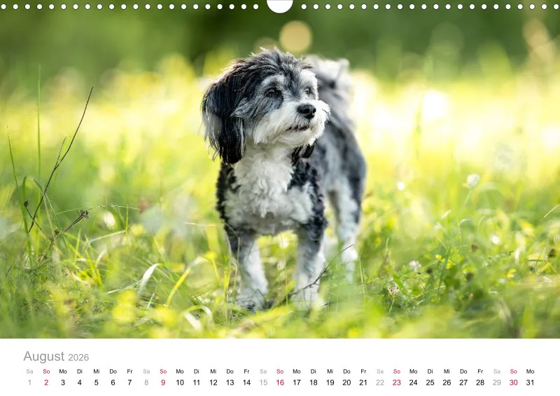 Havaneser Kalender 2026 A3