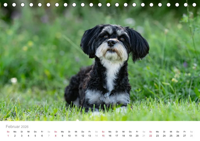 Havaneser Tischkalender 2026 A5