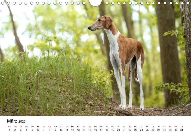 Windhunde Kalender 2026 A4