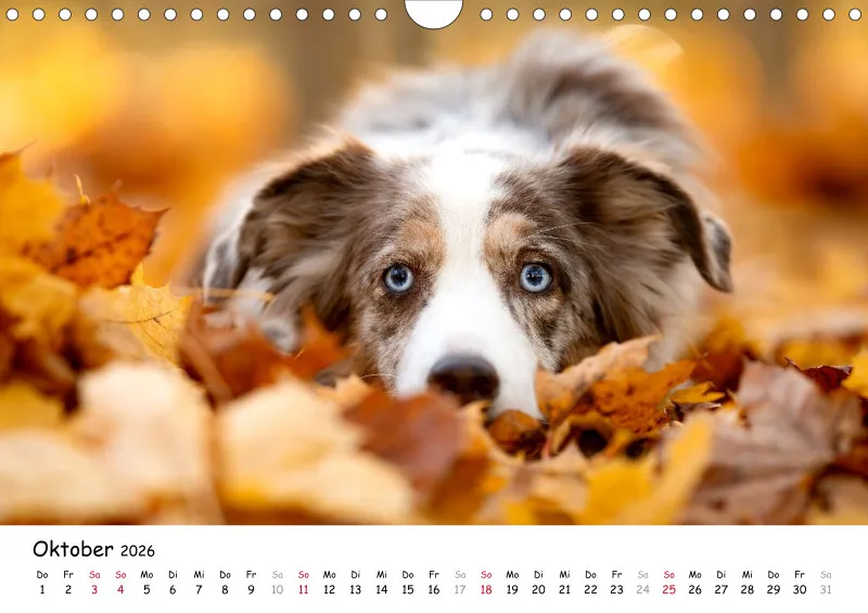 Miniature Australian Shepherd 2026 A4