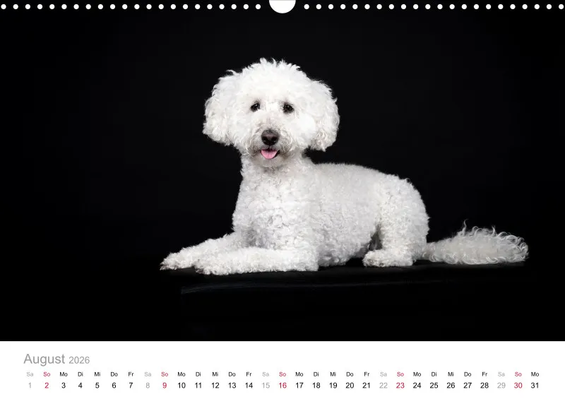 Elegance Unleashed Portraits on Black Kalender 2026 A3
