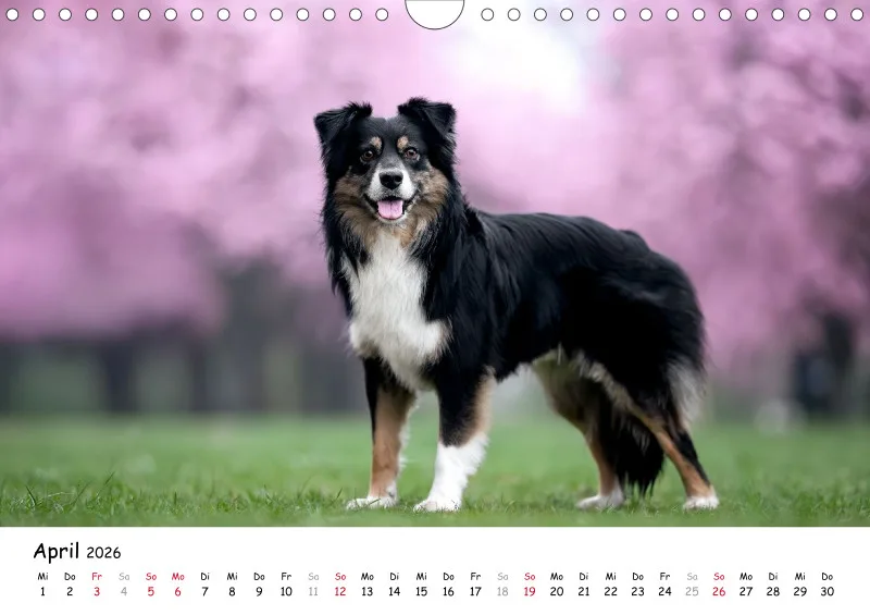 Miniature Australian Shepherd 2026 A4