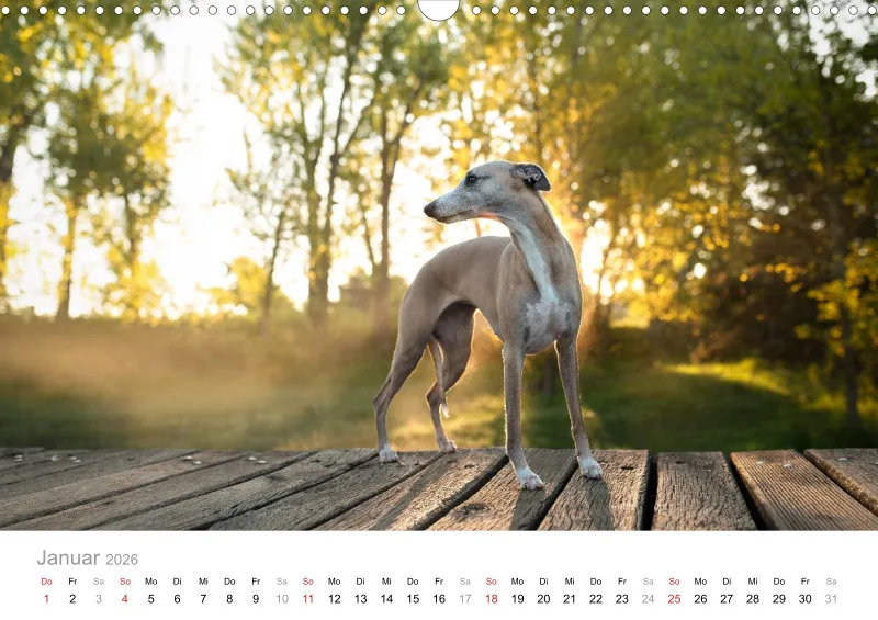 Windhunde Kalender 2026 A3
