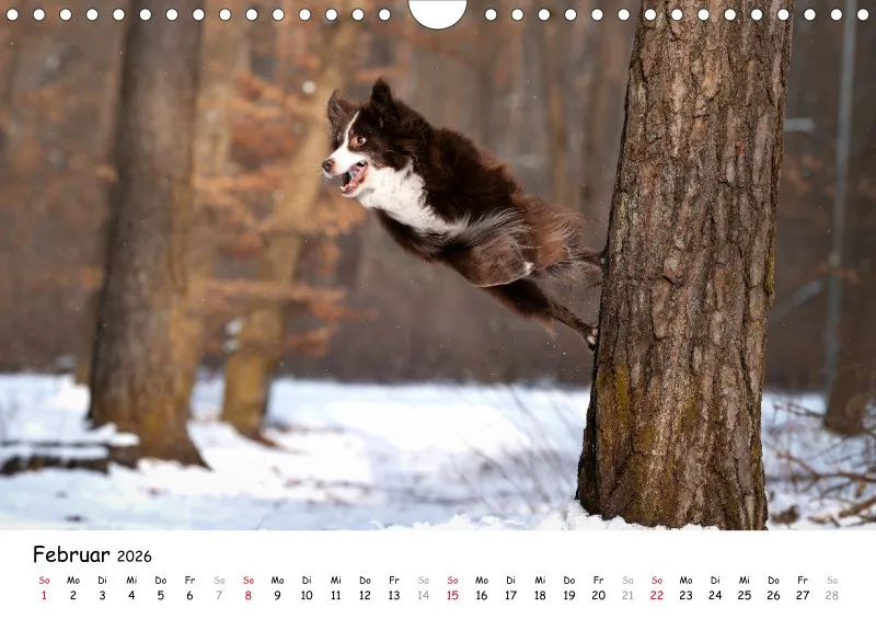 Miniature Australian Shepherd 2026 A4