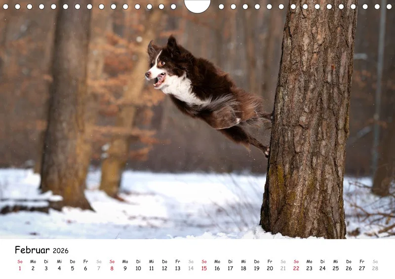 Miniature Australian Shepherd 2026 A4