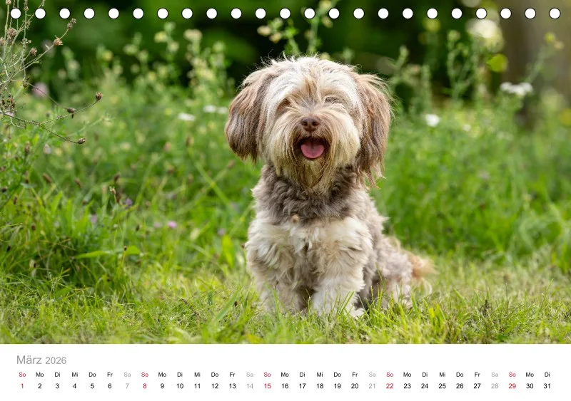 Havaneser Tischkalender 2026 A5
