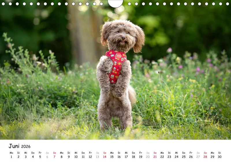 Havaneser Kalender 2026 A4