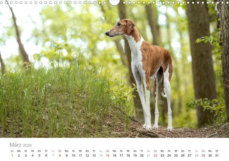 Windhunde Kalender 2026 A3