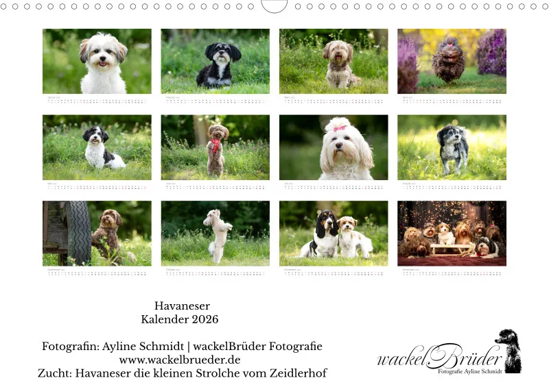 Havaneser Kalender 2026 A3