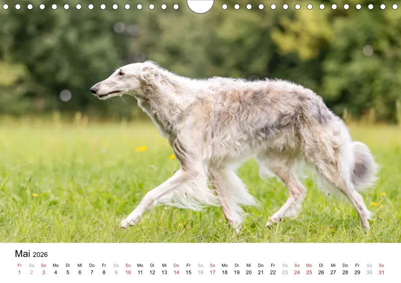 Windhunde Kalender 2026 A4