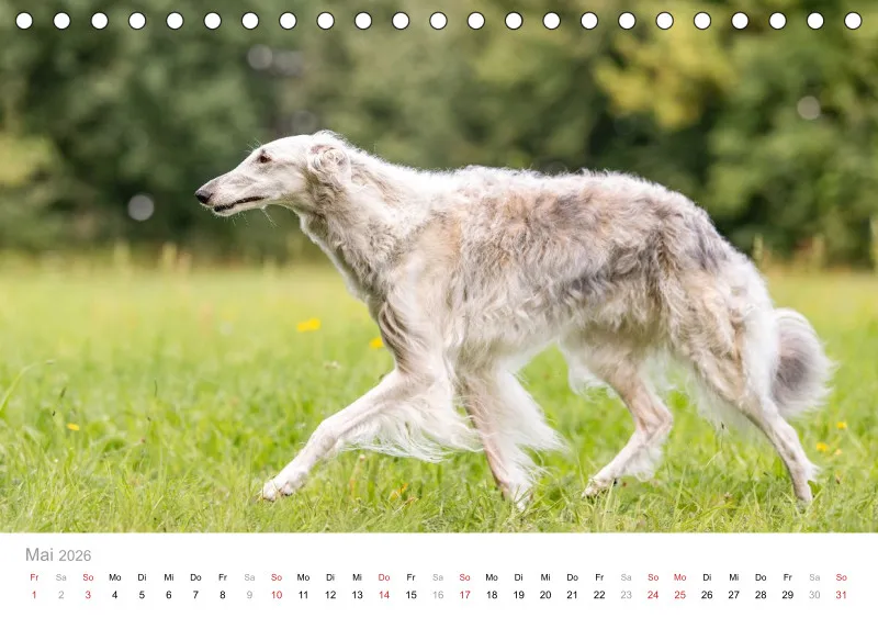 Windhunde Tischkalender 2026 A5