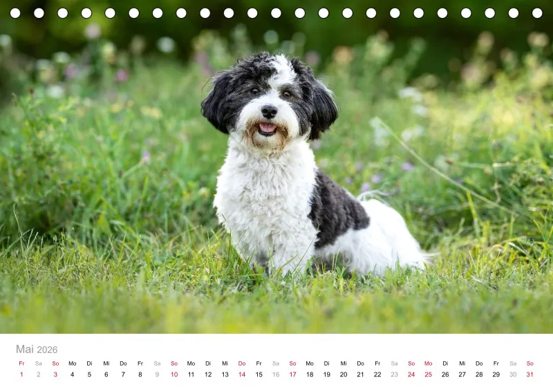 Havaneser Tischkalender 2026 A5