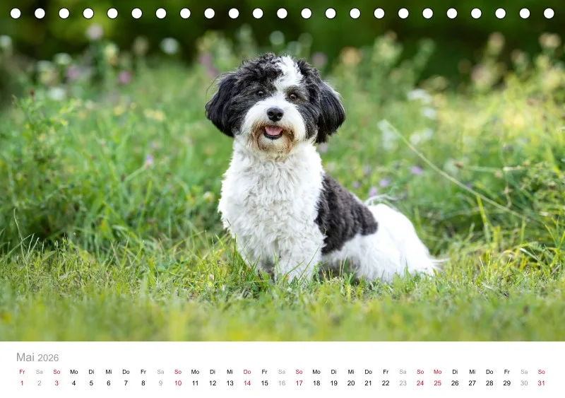 Havaneser Tischkalender 2026 A5