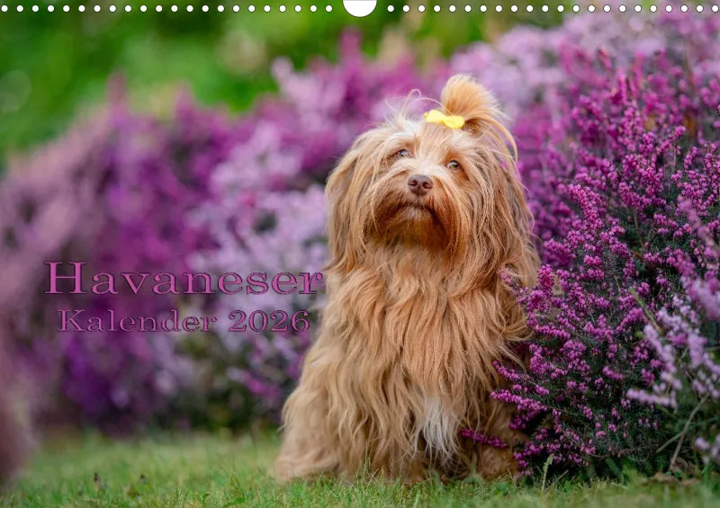 Havaneser Kalender 2026 A3