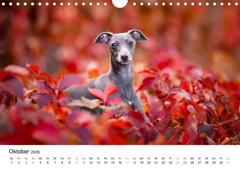 Windhunde Kalender 2026 A4
